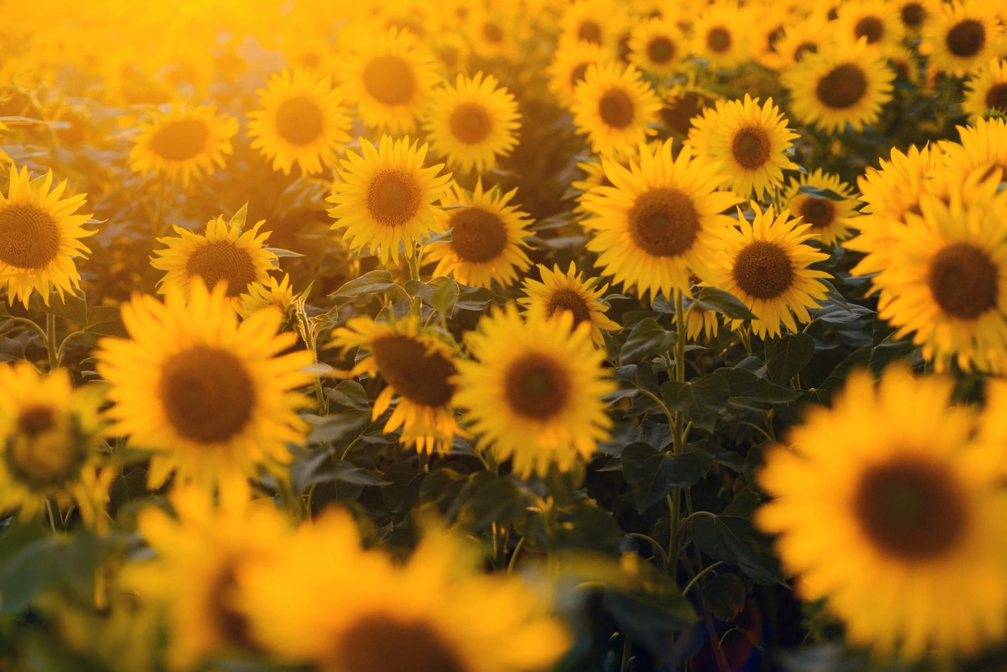 DBT Therapy | Gofman Therapy and Consulting | Westport, CT