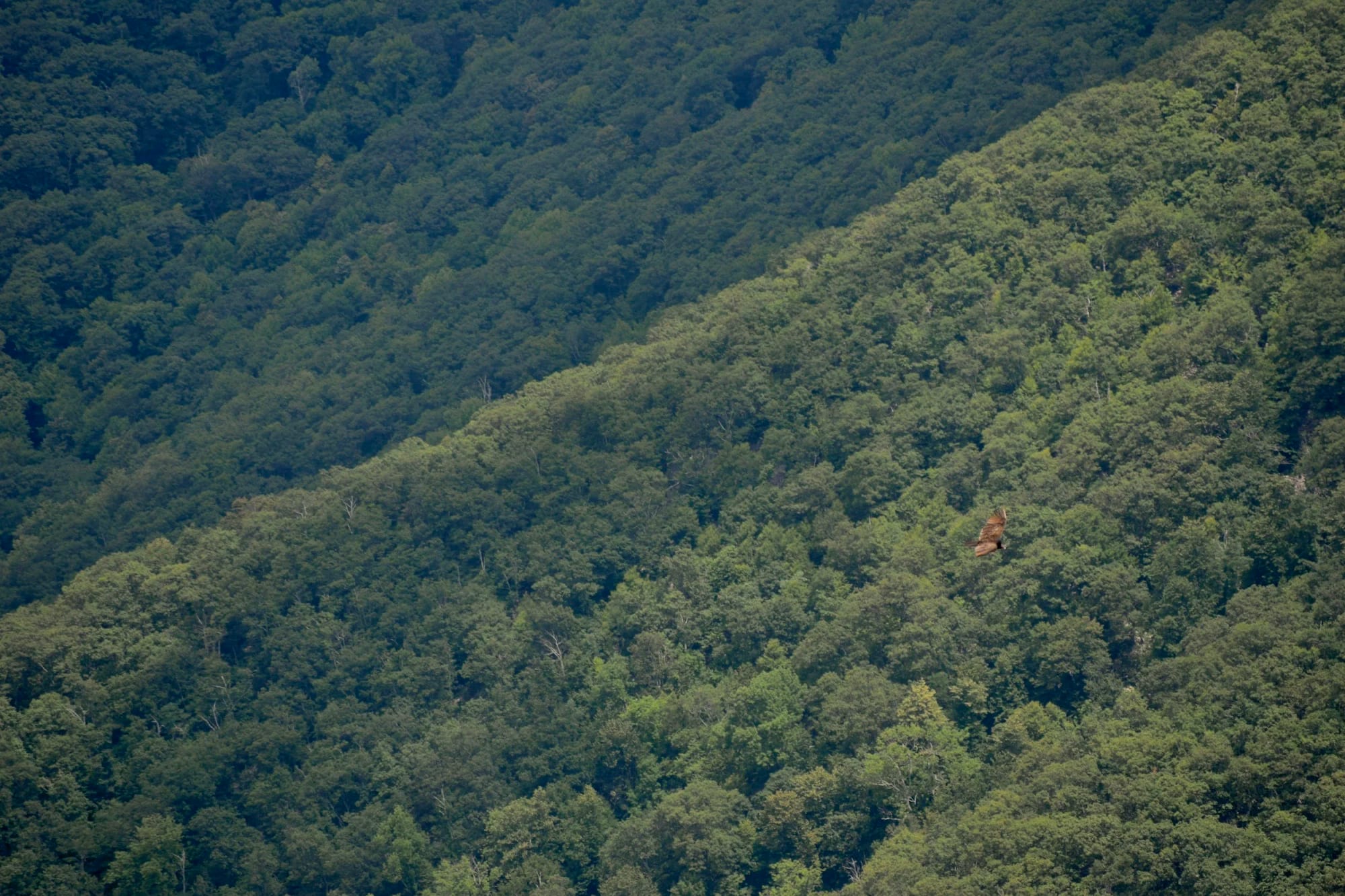 A hawk gliding over a green, forested hillside